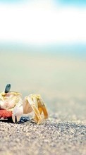 Scaricare immagine Crabs, Sand, Animals sul telefono gratis.