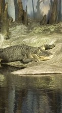 Scaricare immagine Crocodiles, Animals sul telefono gratis.