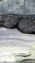 Scaricare immagine Crocodiles,Animals sul telefono gratis.
