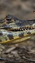 Scaricare immagine Crocodiles,Animals sul telefono gratis.
