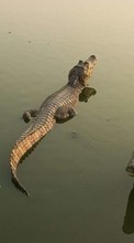 Crocodiles,Animals