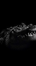 Scaricare immagine 240x320 Animals, Crocodiles sul telefono gratis.