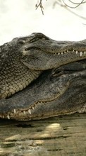 Scaricare immagine Animals, Crocodiles sul telefono gratis.