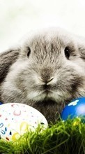 Scaricare immagine Rabbits, Easter, Holidays, Animals sul telefono gratis.