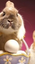 Scaricare immagine Rabbits,Easter,Holidays,Animals sul telefono gratis.