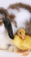 Scaricare immagine Rabbits, Birds, Ducks, Animals sul telefono gratis.
