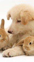 Scaricare immagine Rabbits, Dogs, Animals sul telefono gratis.