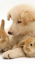 Scaricare immagine Rabbits,Dogs,Animals sul telefono gratis.