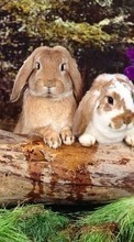 Scaricare immagine 1080x1920 Animals, Rodents, Rabbits sul telefono gratis.