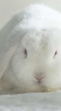 Rabbits, Animals per Samsung Ch@t 335
