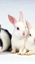 Scaricare immagine Rabbits, Animals sul telefono gratis.