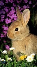 Rabbits, Animals per Asus Zenfone 4