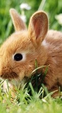 Scaricare immagine Animals, Rabbits sul telefono gratis.