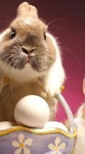 Scaricare immagine Rabbits, Animals sul telefono gratis.