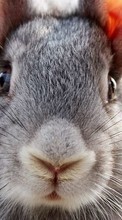 Rabbits, Animals per Google Pixel 5