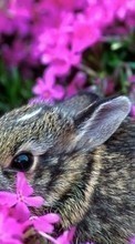 Rabbits, Animals per Apple iPod touch 2G