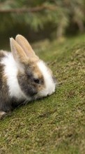 Scaricare immagine Rabbits,Animals sul telefono gratis.