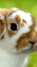 Rabbits,Animals per Vivo X51 5G