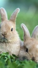 Scaricare immagine Rabbits,Animals sul telefono gratis.