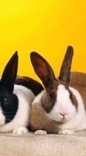 Scaricare immagine 320x240 Animals, Rabbits sul telefono gratis.