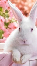 Rabbits,Animals per Samsung Galaxy S5