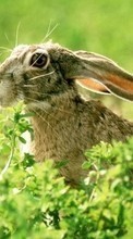 Scaricare immagine 320x240 Animals, Rodents, Rabbits sul telefono gratis.