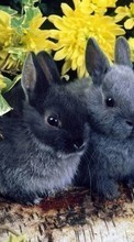 Scaricare immagine 128x160 Animals, Rabbits sul telefono gratis.
