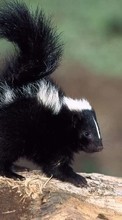 Scaricare immagine 360x640 Animals, Skunks sul telefono gratis.