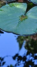 Water lilies,Plants per Motorola Charm