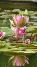 Scaricare immagine Water lilies,Plants sul telefono gratis.