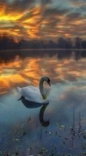Scaricare immagine Swans, Lakes, Landscape, Birds, Sunset, Animals sul telefono gratis.