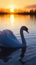 Scaricare immagine Swans, Lakes, Landscape, Sunset, Animals sul telefono gratis.