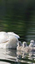 Scaricare immagine Swans,Landscape,Birds sul telefono gratis.