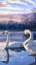 Scaricare immagine Swans, Birds, Plants sul telefono gratis.