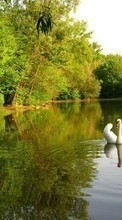 Scaricare immagine Swans, Birds, Rivers, Animals sul telefono gratis.