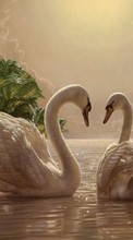 Scaricare immagine Swans,Birds,Pictures sul telefono gratis.
