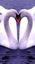 Scaricare immagine 240x400 Animals, Birds, Hearts, Swans, Love, Valentine&#039;s day sul telefono gratis.