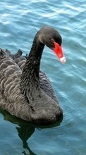 Scaricare immagine Swans, Birds, Water, Animals sul telefono gratis.