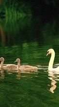 Scaricare immagine 240x320 Animals, Birds, Water, Swans sul telefono gratis.
