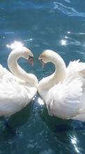 Scaricare immagine Animals, Birds, Water, Swans sul telefono gratis.