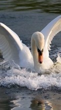 Scaricare immagine 128x160 Animals, Birds, Water, Swans sul telefono gratis.