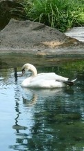 Scaricare immagine 240x320 Animals, Birds, Swans sul telefono gratis.