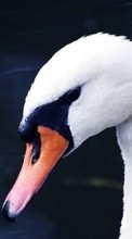 Scaricare immagine 1024x600 Animals, Birds, Swans sul telefono gratis.