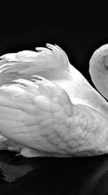 Scaricare immagine Swans, Birds, Animals sul telefono gratis.