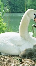 Swans, Birds, Animals per Apple iPad Air 2