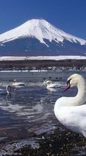 Scaricare immagine Swans, Birds, Animals sul telefono gratis.