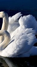 Swans,Birds,Animals per LG Optimus M+ MS695
