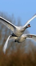 Scaricare immagine Swans,Birds,Animals sul telefono gratis.