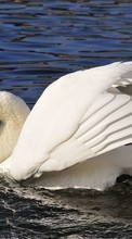 Swans,Birds,Animals per Samsung Galaxy Star Advance