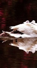 Scaricare immagine Swans,Birds,Animals sul telefono gratis.